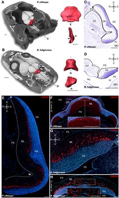 Heterochronic Developmental Shifts Underlying Squamate Cerebellar Diversity Unveil the Key Features of Amniote Cerebellogenesis